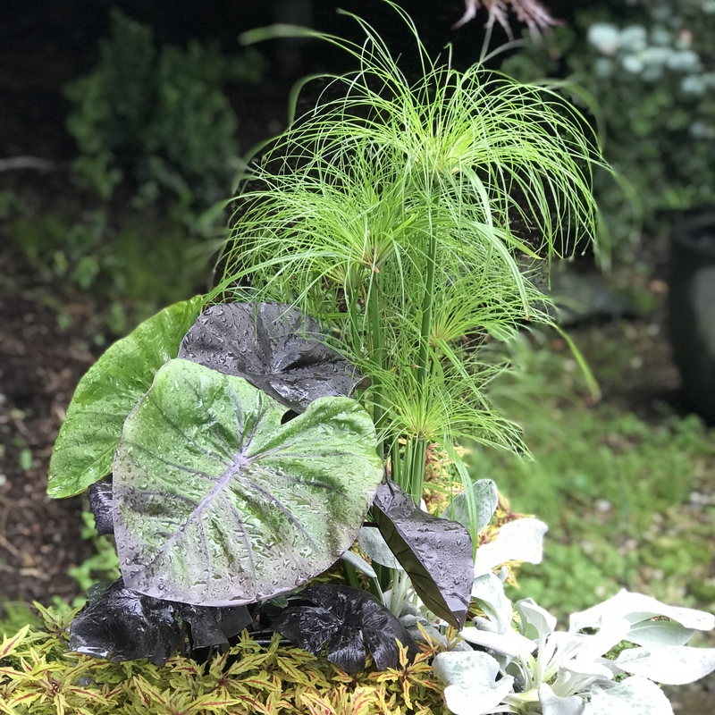 Papyrus, Elephant Ears, Coleus & Senecio