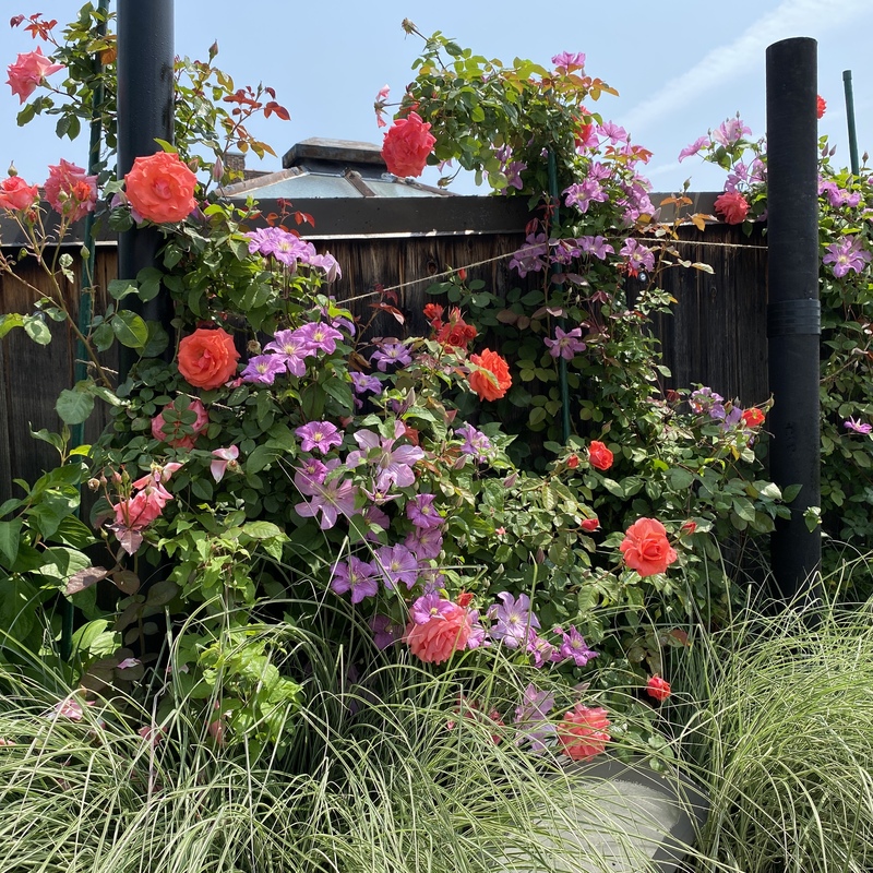 Climbing Roses & Clematis