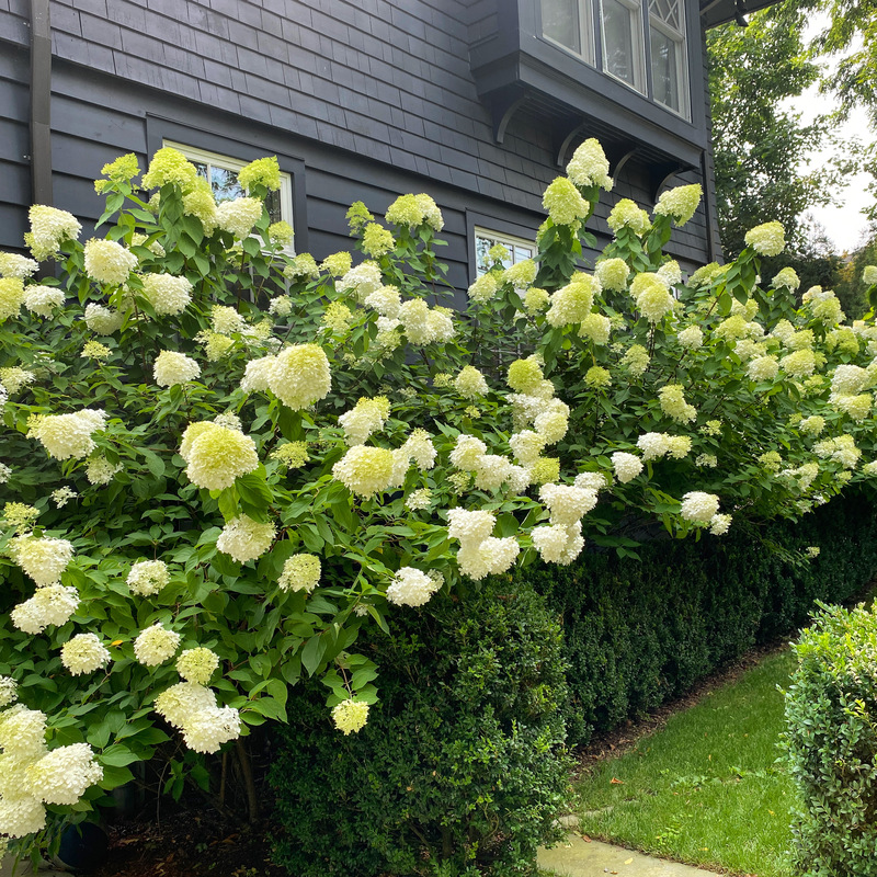 Limelight Hydrangea & Boxwood hedge