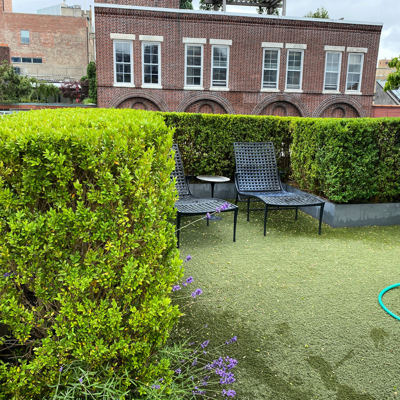 Rooftop Boxwoods