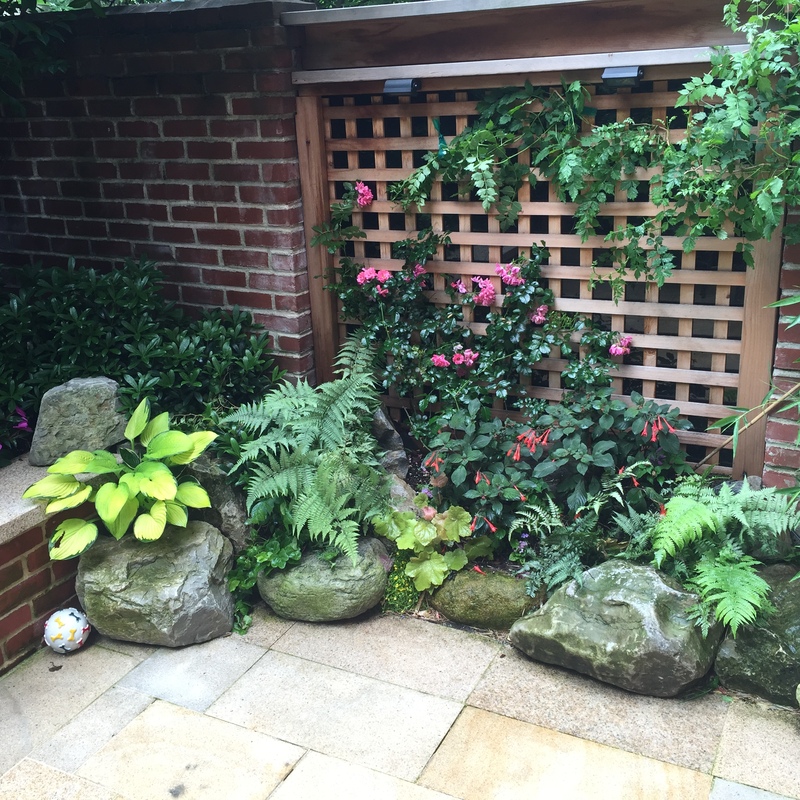 Rambler rose, hostas, ferns and trumpet vine