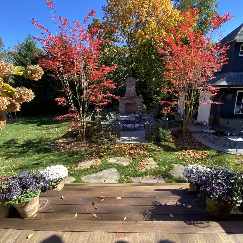 Crepe Myrtles