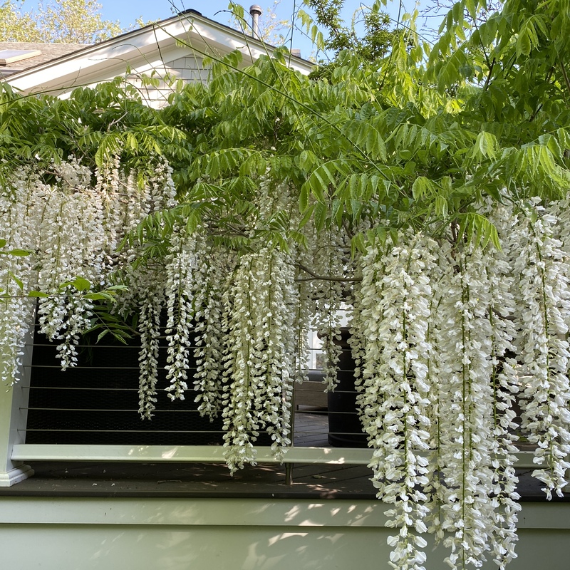 Wisteria inbloom